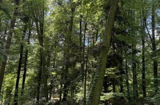 Agrarfläche kaufen in 8181 Sankt Ruprecht an der Raab, 9,2 ha Wald nahe Gleisdorf