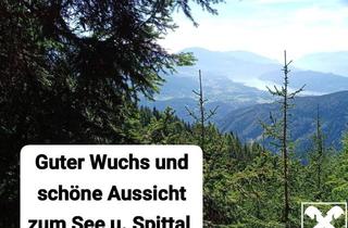 Grundstück zu kaufen in 9852 Trebesing, Waldgrundstück in Trebesing