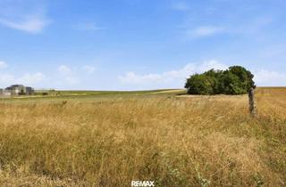 Grundstück zu kaufen in 2011 Sierndorf, Wald- und landwirtschaftliche Fläche mit 20 370 m² in Untermallebern zu verkaufen!