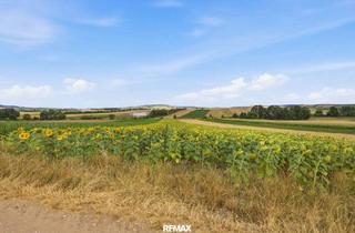 Grundstück zu kaufen in 2011 Sierndorf, Landwirtschaftliche Fläche mit 11 710 m² in Untermallebern zu verkaufen!