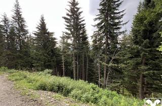 Gewerbeimmobilie kaufen in 9613 Feistritz an der Gail, Waldgrundstücke unter der Feistritzer Alm