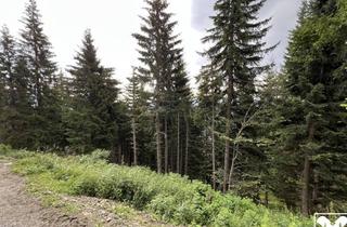 Grundstück zu kaufen in 9613 Feistritz an der Gail, Waldgrundstücke unter der Feistritzer Alm