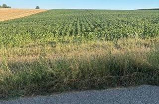 Grundstück zu kaufen in 3451 Michelhausen, ACKERFLÄCHE IN PIXENDORF - ZUSAMMENHÄNGENDE LANDWIRTSCHAFTLICHE FLÄCHE
