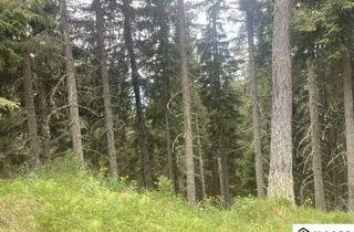 Gewerbeimmobilie kaufen in 8850 Laßnitz-Murau, Lassnitz-Murau +++ 3,2 ha sehr gut bestockter Wirtschaftswald - ideal für Anleger - zu verkaufen +++