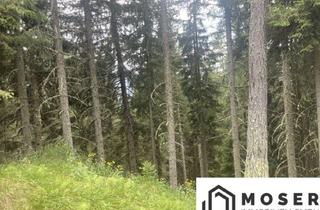 Immobilie kaufen in 8850 Laßnitz-Murau, Lassnitz-Murau 3,2 Ha Sehr Gut Bestockter Wirtschaftswald - Ideal Für Anleger - zu Verkaufen