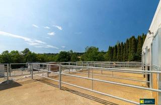Gewerbeimmobilie kaufen in 2392 Stangau, Pferdeparadies vor den Toren Wiens – Neu errichtete Reitanlage mit modernster Ausstattung