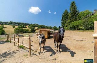 Gewerbeimmobilie kaufen in 2392 Stangau, Pferdeparadies vor den Toren Wiens – Neu errichtete Reitanlage mit modernster Ausstattung