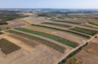 Agrarfläche kaufen in 2213 Bockfließ, Landwirtschaftliches Grundstück in der KG Bockfließ - 5681m2