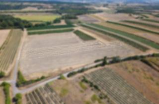 Agrarfläche kaufen in 2213 Bockfließ, Landwirtschaftliches Grundstück in der KG Bockfließ - 4277m2