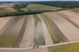 Agrarfläche kaufen in 2214 Auersthal, Landwirtschaftliches Grundstück in der KG Auersthal - 3103m2