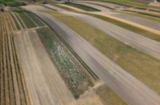 Agrarfläche kaufen in 2214 Auersthal, Landwirtschaftliches Grundstück in der KG Auersthal - 816m2