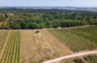 Gewerbeimmobilie kaufen in 2221 Groß-Schweinbarth, Landwirtschaftliches Grundstück in der KG Groß-Schweinbarth - 1611m2
