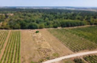 Gewerbeimmobilie kaufen in 2221 Groß-Schweinbarth, Landwirtschaftliches Grundstück in der KG Groß-Schweinbarth - 1611m2
