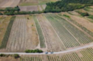Agrarfläche kaufen in 2221 Groß-Schweinbarth, Landwirtschaftliches Grundstück in der KG Auersthal - 2183m2
