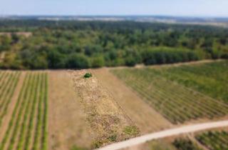 Agrarfläche kaufen in 2221 Groß-Schweinbarth, Landwirtschaftliches Grundstück in der KG Groß-Schweinbarth - 1611m2