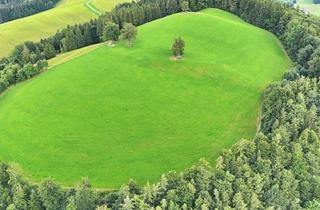 Grundstück zu kaufen in 4554 Oberschlierbach, Traum-Berg Grillparz im Herzen des Kremstals zum Verkauf! Über der Nebelgrenze!