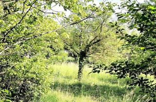 Grundstück zu kaufen in Weinberge, 7122 Gols, Gols - Baugrundstück, Burgenland - Eigenheim-Traum