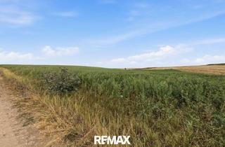 Grundstück zu kaufen in 2011 Sierndorf, Landwirtschaftliche Fläche mit 7026 m² in Untermallebern zu verkaufen!