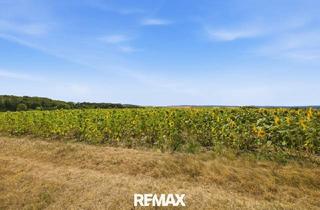 Immobilie kaufen in 2011 Sierndorf, Landwirtschaftliche Fläche ´mit 7926 m² in Untermallebern zu verkaufen!