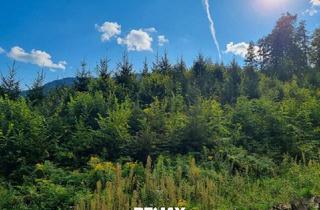 Agrarfläche kaufen in 9753 Lind im Drautal, Waldflächen in Tallage zu verkaufen!