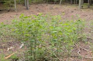 Grundstück zu kaufen in 7441 Pilgersdorf, Rarität - Baugrundstück im Wald - keine Nachbarn