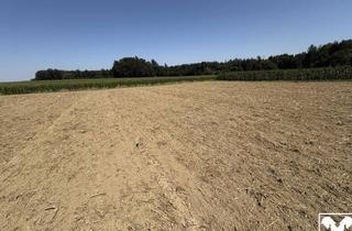 Grundstück zu kaufen in 5134 Schwand im Innkreis, Landwirtschaftliche Nutzgründe