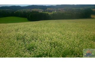 Gewerbeimmobilie kaufen in 4675 Weibern, Nutzgrund mit Potenzial! ca. 9000 m²