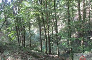 Gewerbeimmobilie kaufen in 4101 Feldkirchen an der Donau, Leistbarer Wald in Feldkirchen/Donau zu verkaufen!