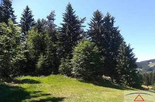 Gewerbeimmobilie kaufen in 3633 Schönbach, Ca. 13 Hektar zusammenhängende Waldfläche mit kleiner Wiese!