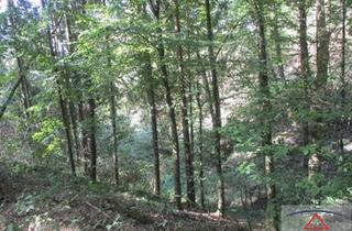 Haus kaufen in 4101 Feldkirchen an der Donau, Leistbarer Wald in Feldkirchen/Donau zu verkaufen!