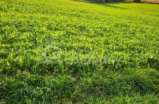 Immobilie kaufen in 4642 Sattledt, Attraktive Ackerfläche mit 3,6 Ha in Kremsmünster