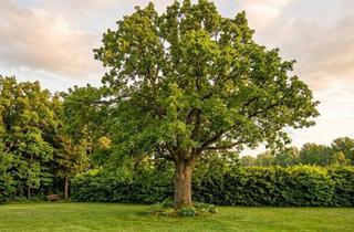Grundstück zu kaufen in 2202 Königsbrunn im Weinviertel, Baugrund 884 m² | Vollaufgeschlossen | Altbaumbestand | Bauklasse I–II | Königsbrunn – 5 km Wien-Stammersdorf