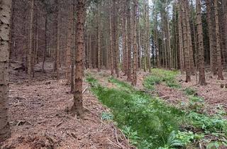 Gewerbeimmobilie kaufen in 3650 Pöggstall, Ca. 8 ha Wald im Waldviertel zu verkaufen!