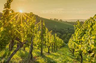 Haus kaufen in 8510 Stainz, Einmalige Immobilie (Ehemaliges Weingut)