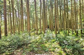 Immobilie kaufen in 5121 Sankt Radegund, Mischwald in 5121 St. Radegund