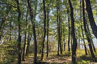 Gewerbeimmobilie kaufen in 7441 Pilgersdorf, Waldgrundstücke in Salmannsdorf