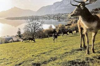 Maisonette mieten in 5310 Mondsee, WOHNEN MIT PHANTASTISCHEM SEEBLICK - Erstbezug-Mietobjekt mit Gutshof-Feeling!!