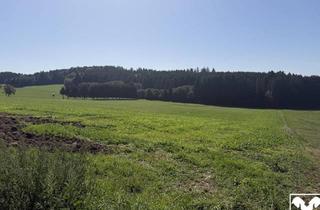 Grundstück zu kaufen in 4085 Wesenufer, Arrondierte Landwirtschaftliche Nutzfläche