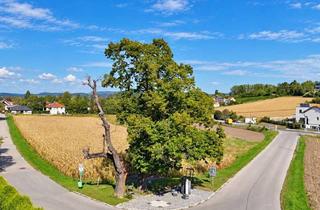 Grundstück zu kaufen in Bisamberg, 2102 Klein-Engersdorf, 640M² Baugrund in der Gemeinde Bisamberg - Neu Aufgeschlossen
