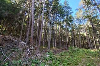 Gewerbeimmobilie kaufen in 9587 Riegersdorf, Großzügige Waldfläche in der Nähe von Villach/Oberschütt