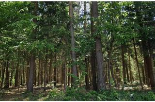 Gewerbeimmobilie kaufen in 7532 Litzelsdorf, Zusammenhängende Waldgrundstücke im Südburgenland– 18.814 m²
