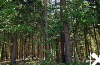 Grundstück zu kaufen in 7532 Litzelsdorf, Zusammenhängende Waldgrundstücke im Südburgenland- 18.814 m²