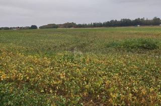 Grundstück zu kaufen in 2232 Deutsch-Wagram, Top-Agrarinvestment: Erste-Klasse Ackerfläche in Tiefer Lage im Marchfeld