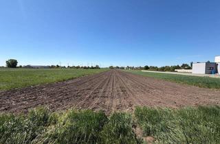 Grundstück zu kaufen in 2425 Nickelsdorf, Großzügiges sonniges Grundstück in Nickelsdorf