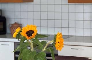 Wohnung mieten in 6850 Dornbirn, Sehr schöne 3-Zi Gartenwohnung in Dornbirn