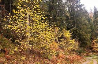 Gewerbeimmobilie kaufen in 8734 Kleinlobming, Traumhaftes Waldgrundstück in Kleinlobming – 35.970 m² mit sehr guter Zufahrt!