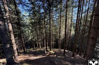 Gewerbeimmobilie kaufen in 9805 Baldramsdorf, Waldflächen in Baldramsdorf